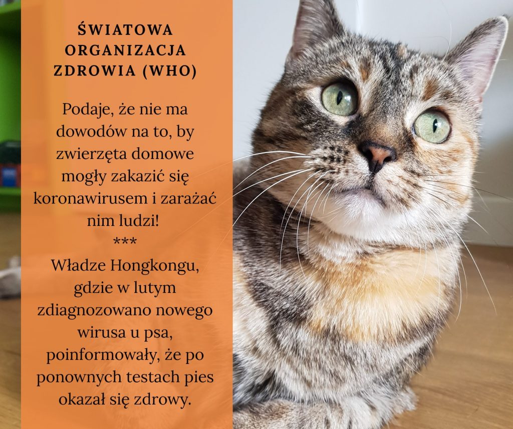Zwierzęta i koronawirus