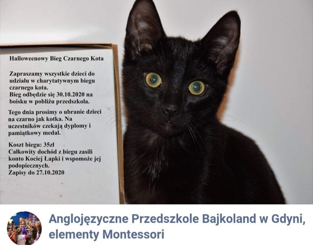 Dzieci z przedszkoli Bajkoland biegały dla Kociej Łapki